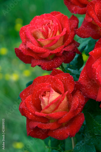 Rosa Ht Soleil Rouge (Dorieux) photo