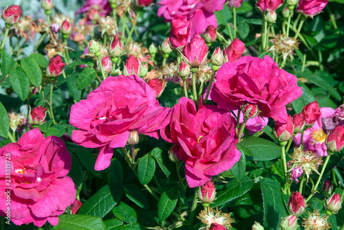 Rosa Gallica Officinalis - Rosier photo