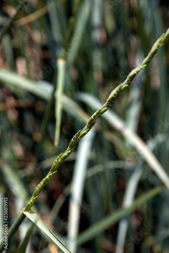 Elytrigia Obtusiflora - Chiendent De La Mer Noire photo