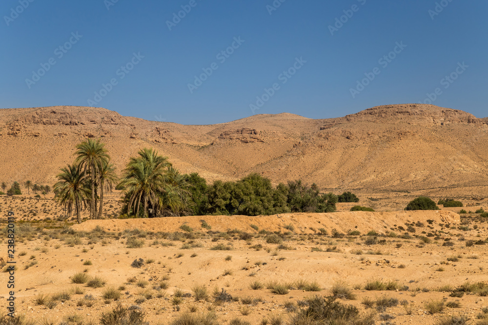 Oasis in a desert. South Tunisia