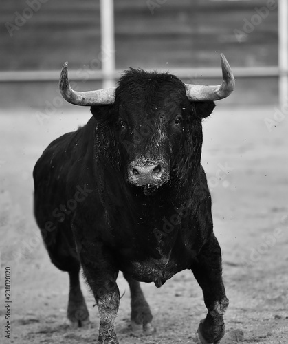 bull in spain