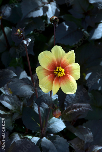 Dahlia Moonfire photo