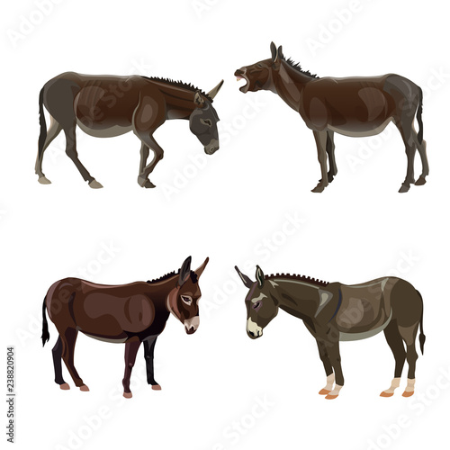 Donkey set collection