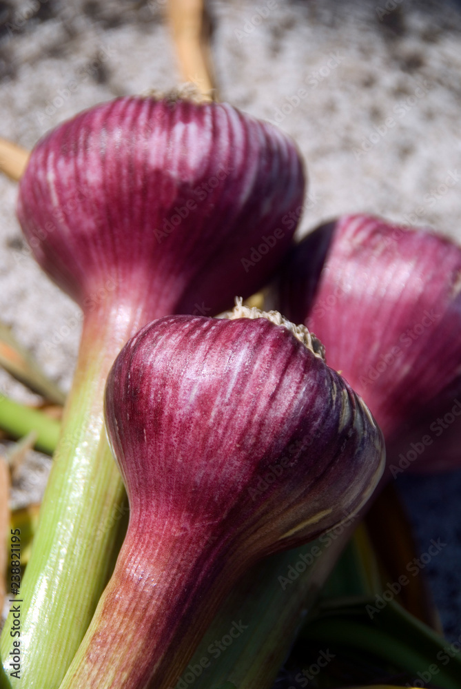 Allium Sativum Stock Photo Adobe Stock