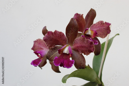Quadro su tela Orquídeas Cattleya tatarown