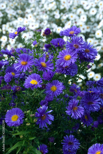 Aster Nova Belgii Eventide photo