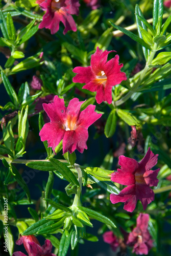 Mimulus Jelly Beans Red photo