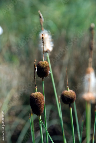 Typha Minima - Massette Naine photo