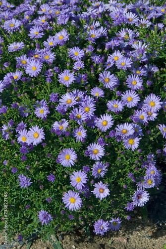 Aster Nova Belgii Audrey