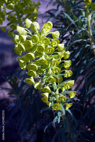 Euphorbia Characias Ssp. Wulfenii photo