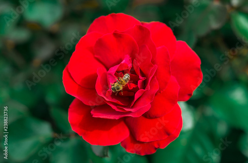 Macro photo of a red flower and a bee pollinating it in the park on a sunny day