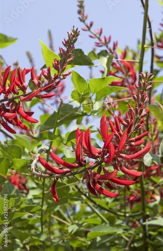 Erythrina Herbacea photo