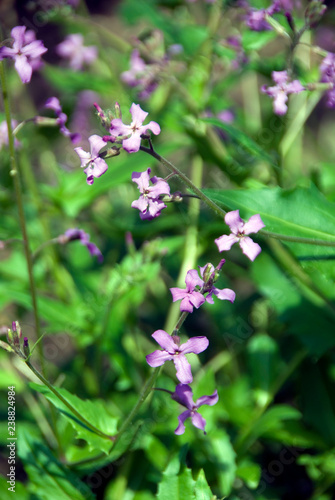 Hesperis Laciniata photo