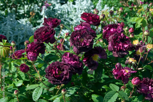 Photos Rosa Tuscany Superb - Rosier