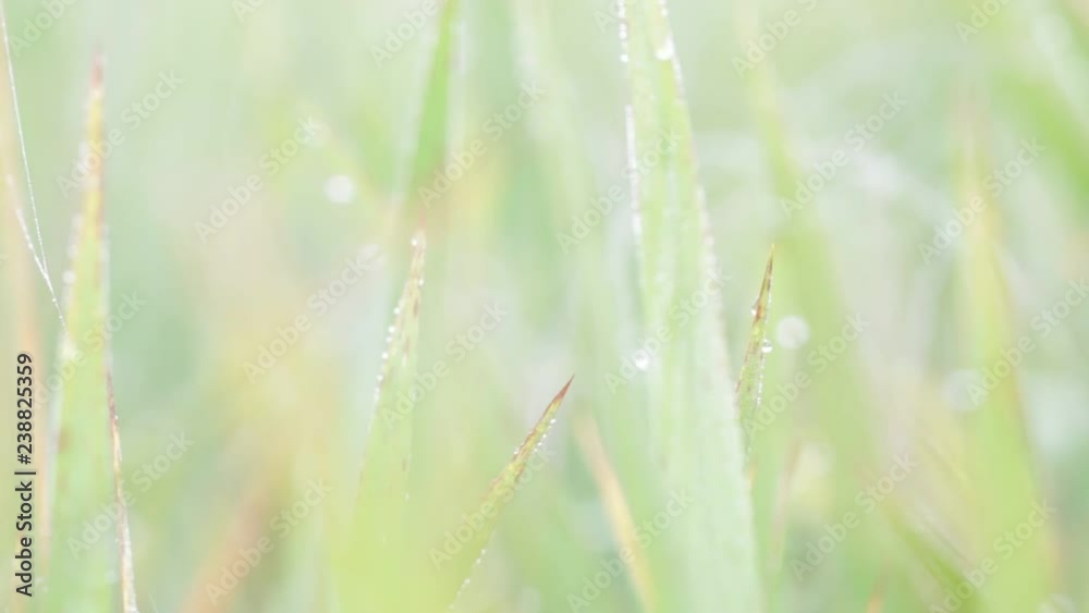Dew drops fresh on leaves green grass in close-up. The feeling of fresh air in the morning. Dew drops fresh on leaves green grass in close-up. The feeling of fresh air in the morning.