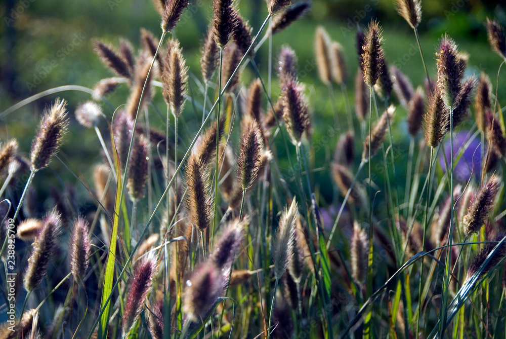 Pennisetum Red Bunny Tails Stock Photo | Adobe Stock