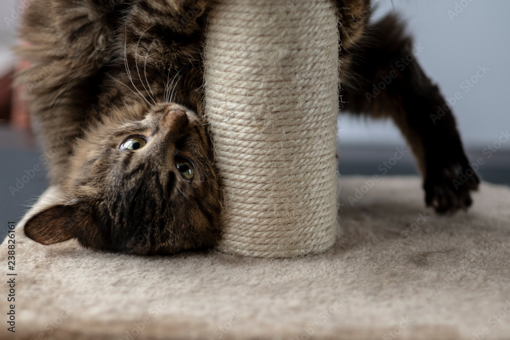 cat playing with scratching post. cat playing with scratching post.