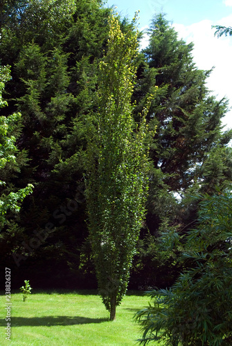 Fagus Sylvatica Dawyck - Hetre Fastigie photo