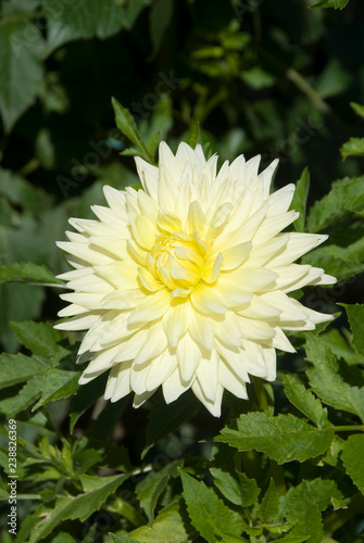 Dahlia Hybride Semi Cactus Reg Kappler photo