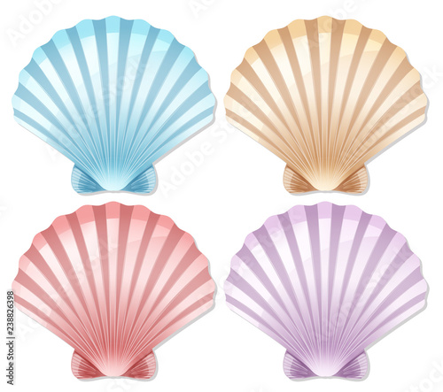 Set of color scallop shell