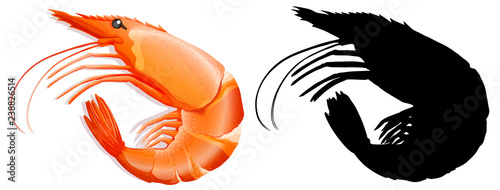 Set of prawn on white background