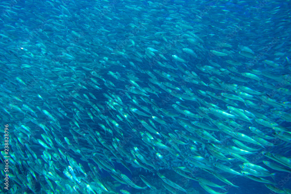 Huge Swarm Of Sardines Stock Photo - Download Image Now - Sardine ...