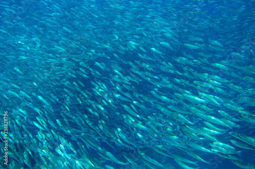 Tons of sardine fish in open ocean. Silver fish undersea photo. Pelagic fish swimming in seawater.