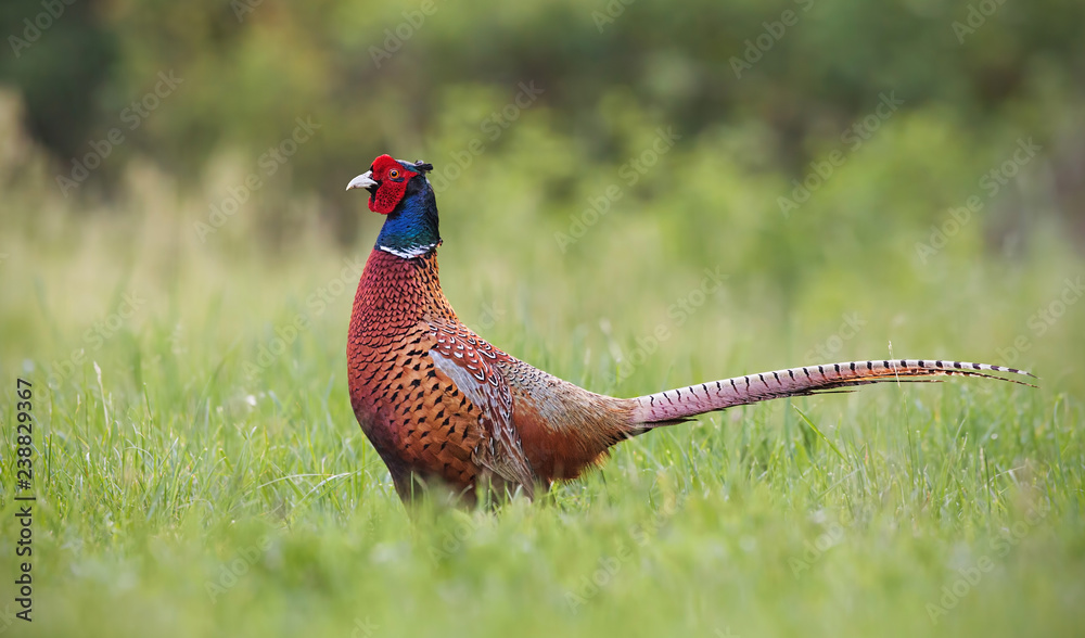 Fototapeta premium Common pheasant, phasianus colchicus male cock with clear blurred background. Wild animal in nature.