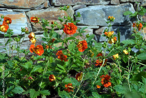 Potentilla William Rollison photo