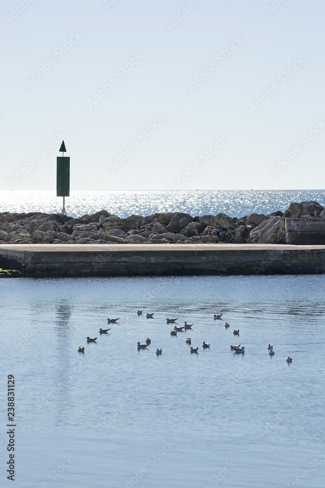 Winter seagulls on calm blue water