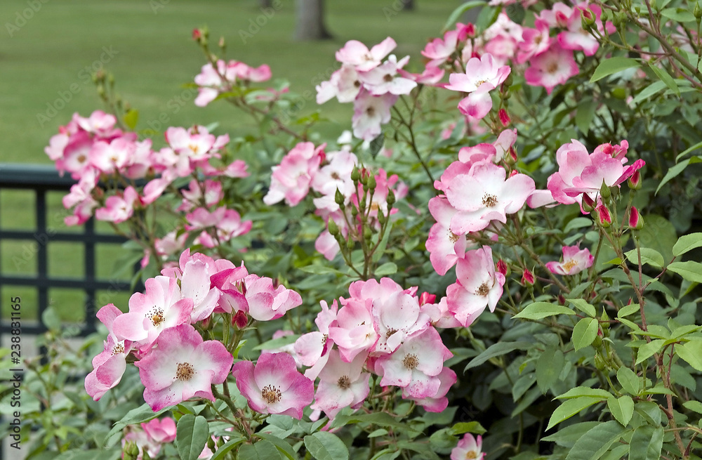Rosa Rush Rosa Rush