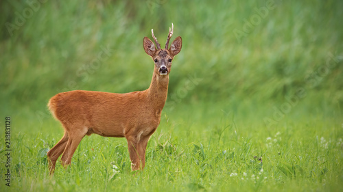 Roe deer, capreolus capreolus, buck with clear green blurred background. Wild mammal in nature. Panoramatic composition.