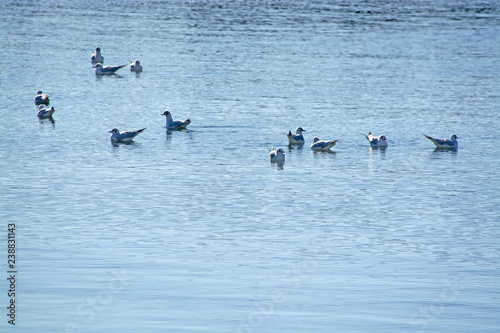 Winter seagulls on calm blue water