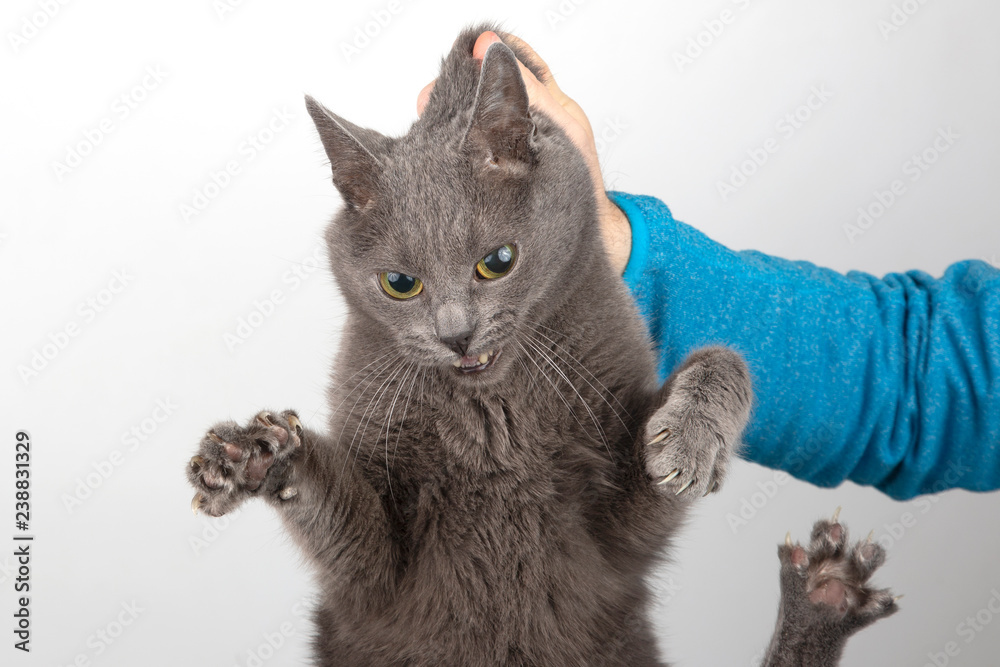 picking up a cat by the scruff of its neck