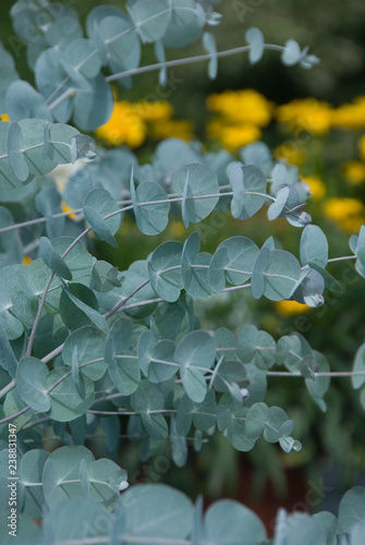 Eucalyptus Cinerea Silverdollar photo