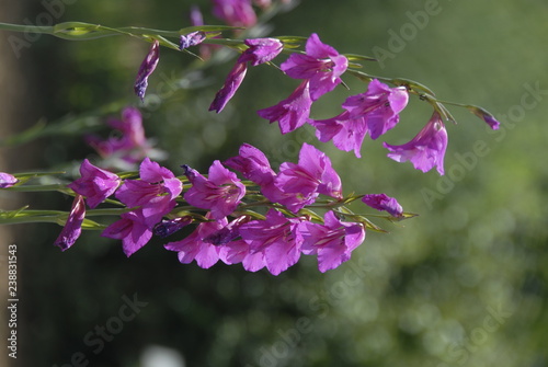 Gladiolus Communis photo