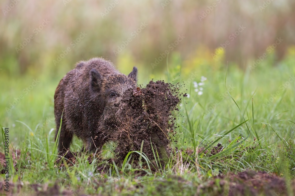 Wild boar, sus scrofa, digging on a meadow throwing mud around with its nose. Dynamic wildlife image of hog damaging ground while looking for a food.