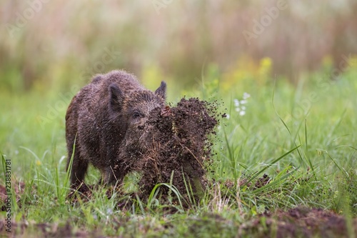 Obraz na płótnie Wild boar, sus scrofa, digging on a meadow throwing mud around with its nose. Dynamic wildlife image of hog damaging ground while looking for a food. w salonie