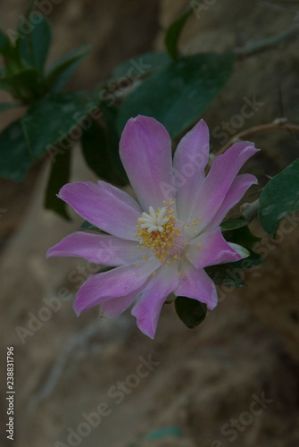 Pereskia Sacharosa photo