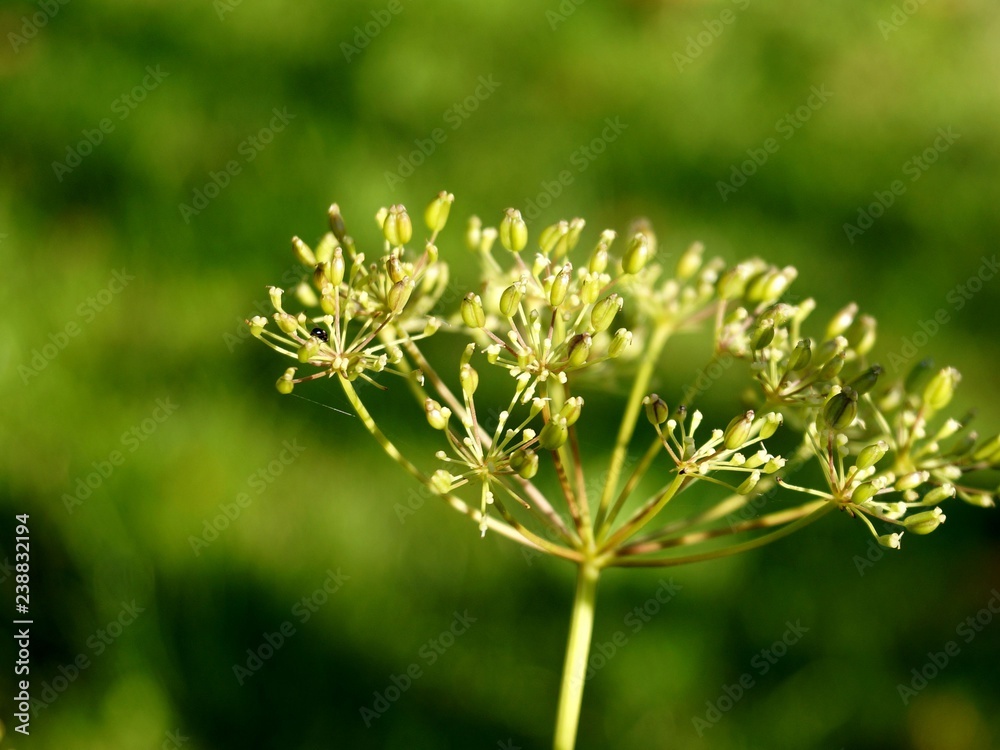 Fototapeta premium Summer plant