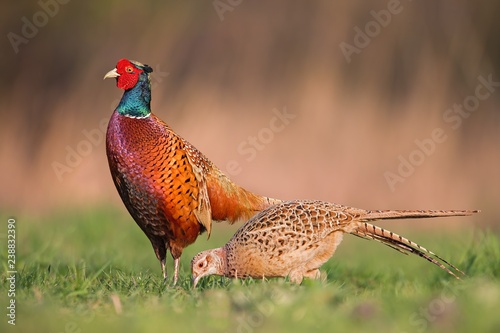 Fotótapéta Male common pheasants, phasianus colchicus, displaying in front of female in spring mating season isolated on blurred background during golden hour with vivid contrast bright colors detailed close up