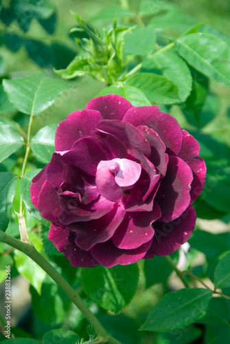 Cuadro en lienzo Rosa Floribunda Burgundy Ice - Rosier