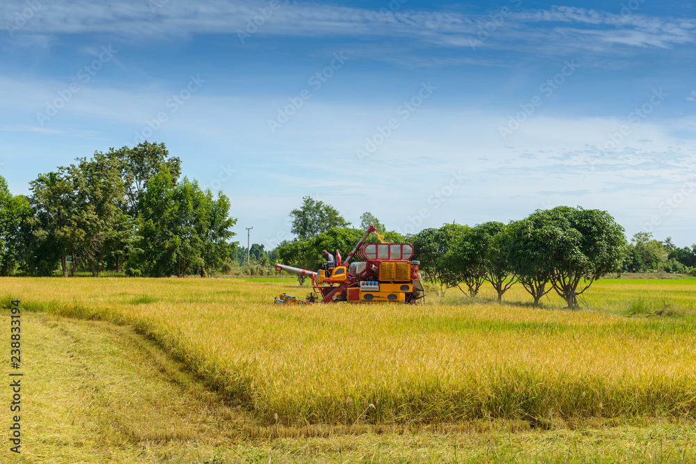 Combine harvester Working on rice field. Harvesting is the process of gathering a ripe crop Combine harvester Working on rice field. Harvesting is the process of gathering a ripe crop