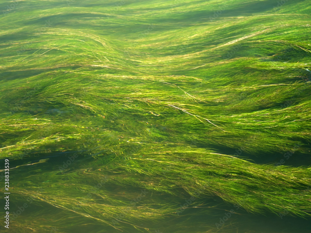 algae in water - obrazy, fototapety, plakaty 