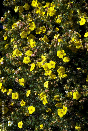 Obraz na płótnie Potentilla Fruticosa Kobold