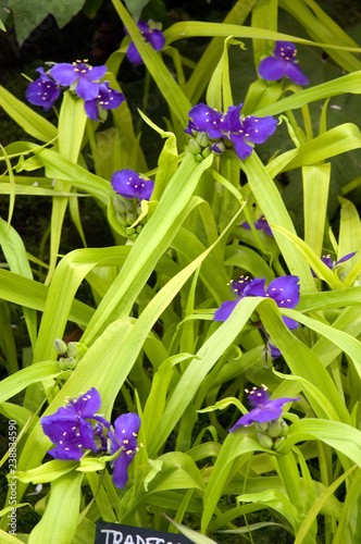 Canvastavla Tradescantia Sweet Kate