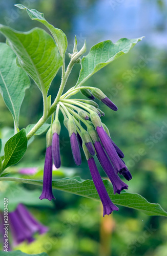 Iochroma Grandiflora photo