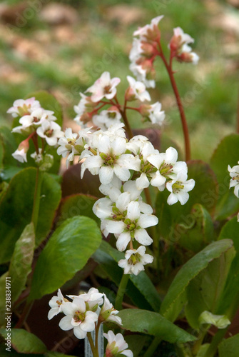 Bergenia Bressingham White
