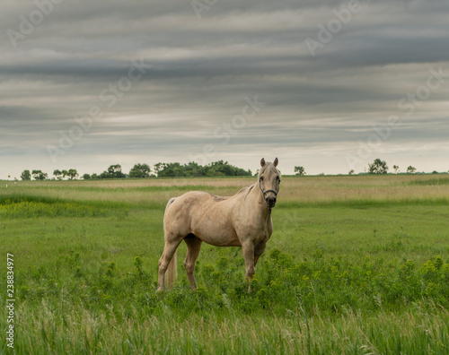 White Horse Poses for Photo on Cloudy Day
