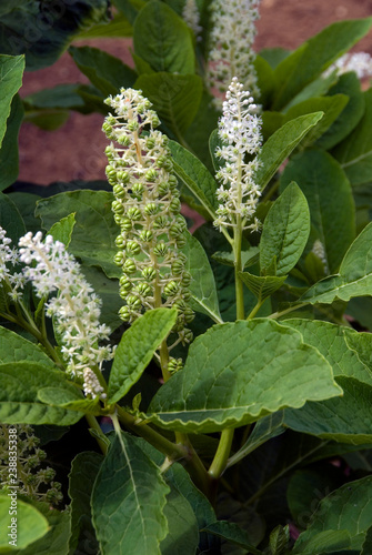 Phytolacca Americana - Raisin D'Amerique photo